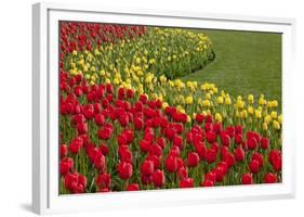 North America, United States, Washington, Mount Vernon, Tulips in Bloom at Annual Skagit Valley Tul-Merrill Images-Framed Photographic Print