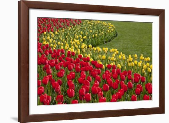 North America, United States, Washington, Mount Vernon, Tulips in Bloom at Annual Skagit Valley Tul-Merrill Images-Framed Photographic Print