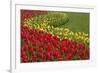 North America, United States, Washington, Mount Vernon, Tulips in Bloom at Annual Skagit Valley Tul-Merrill Images-Framed Photographic Print