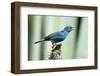 North America, USA, Florida, Immokalee, Indigo Bunting Perched on Snag-Bernard Friel-Framed Premium Photographic Print