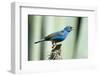 North America, USA, Florida, Immokalee, Indigo Bunting Perched on Snag-Bernard Friel-Framed Premium Photographic Print