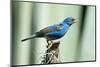 North America, USA, Florida, Immokalee, Indigo Bunting Perched on Snag-Bernard Friel-Mounted Premium Photographic Print