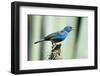 North America, USA, Florida, Immokalee, Indigo Bunting Perched on Snag-Bernard Friel-Framed Photographic Print