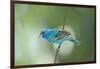 North America, USA, Florida, Immokalee, Indigo Bunting Perched on Wire-Bernard Friel-Framed Photographic Print