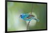 North America, USA, Florida, Immokalee, Indigo Bunting Perched on Wire-Bernard Friel-Framed Photographic Print