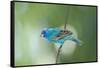 North America, USA, Florida, Immokalee, Indigo Bunting Perched on Wire-Bernard Friel-Framed Stretched Canvas