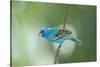 North America, USA, Florida, Immokalee, Indigo Bunting Perched on Wire-Bernard Friel-Stretched Canvas