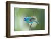 North America, USA, Florida, Immokalee, Indigo Bunting Perched on Wire-Bernard Friel-Framed Photographic Print