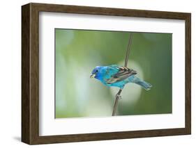 North America, USA, Florida, Immokalee, Indigo Bunting Perched on Wire-Bernard Friel-Framed Photographic Print