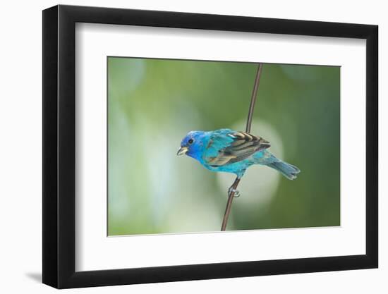 North America, USA, Florida, Immokalee, Indigo Bunting Perched on Wire-Bernard Friel-Framed Photographic Print