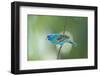 North America, USA, Florida, Immokalee, Indigo Bunting Perched on Wire-Bernard Friel-Framed Photographic Print