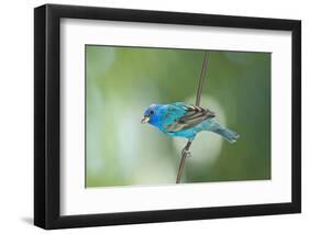 North America, USA, Florida, Immokalee, Indigo Bunting Perched on Wire-Bernard Friel-Framed Photographic Print