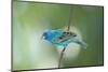 North America, USA, Florida, Immokalee, Indigo Bunting Perched on Wire-Bernard Friel-Mounted Photographic Print