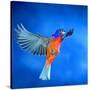 North America, USA, Florida, Immokalee, Male Painted Bunting Flying-Bernard Friel-Stretched Canvas