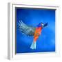 North America, USA, Florida, Immokalee, Male Painted Bunting Flying-Bernard Friel-Framed Photographic Print