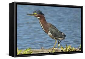 North America, USA, Florida, Pahokee, Green Heron, Walking on Log-Bernard Friel-Framed Stretched Canvas