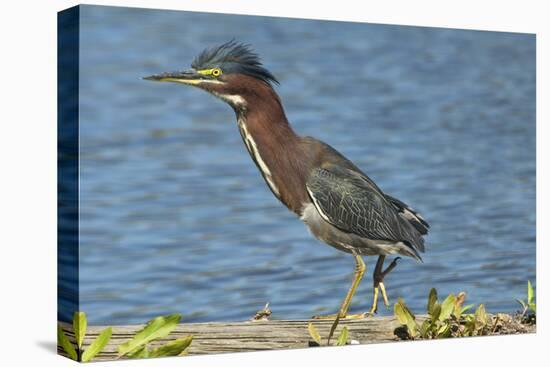 North America, USA, Florida, Pahokee, Green Heron, Walking on Log-Bernard Friel-Stretched Canvas