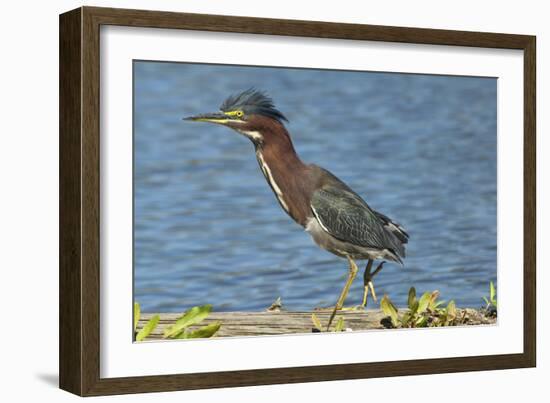 North America, USA, Florida, Pahokee, Green Heron, Walking on Log-Bernard Friel-Framed Photographic Print