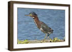 North America, USA, Florida, Pahokee, Green Heron, Walking on Log-Bernard Friel-Framed Photographic Print