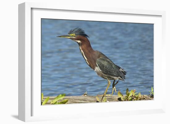 North America, USA, Florida, Pahokee, Green Heron, Walking on Log-Bernard Friel-Framed Photographic Print