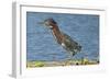 North America, USA, Florida, Pahokee, Green Heron, Walking on Log-Bernard Friel-Framed Photographic Print