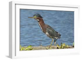 North America, USA, Florida, Pahokee, Green Heron, Walking on Log-Bernard Friel-Framed Photographic Print