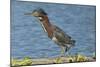 North America, USA, Florida, Pahokee, Green Heron, Walking on Log-Bernard Friel-Mounted Photographic Print
