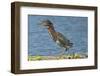 North America, USA, Florida, Pahokee, Green Heron, Walking on Log-Bernard Friel-Framed Photographic Print