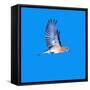 North America, USA, Minnesota, Gem Lake Eastern Bluebird in Flight-Bernard Friel-Framed Stretched Canvas