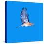 North America, USA, Minnesota, Gem Lake Eastern Bluebird in Flight-Bernard Friel-Stretched Canvas