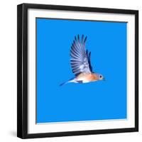 North America, USA, Minnesota, Gem Lake Eastern Bluebird in Flight-Bernard Friel-Framed Photographic Print