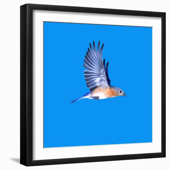 North America, USA, Minnesota, Gem Lake Eastern Bluebird in Flight-Bernard Friel-Framed Photographic Print