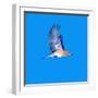 North America, USA, Minnesota, Gem Lake Eastern Bluebird in Flight-Bernard Friel-Framed Photographic Print