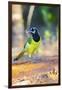 North America, USA, Texas, Rachal, Tacubaya, Green Jay Perched on Log-Bernard Friel-Framed Photographic Print