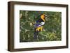 North America, USA, Texas, Starr Co., Bullock's oriole female flushing from pond edge-Larry Ditto-Framed Photographic Print