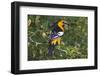 North America, USA, Texas, Starr Co., Bullock's oriole female flushing from pond edge-Larry Ditto-Framed Photographic Print