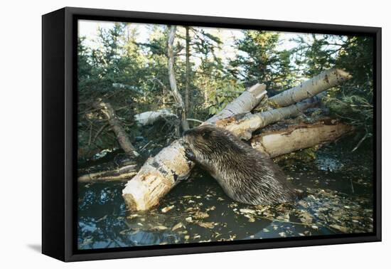 North American Beaver Gnawing on Branch to Make a Dam-null-Framed Stretched Canvas