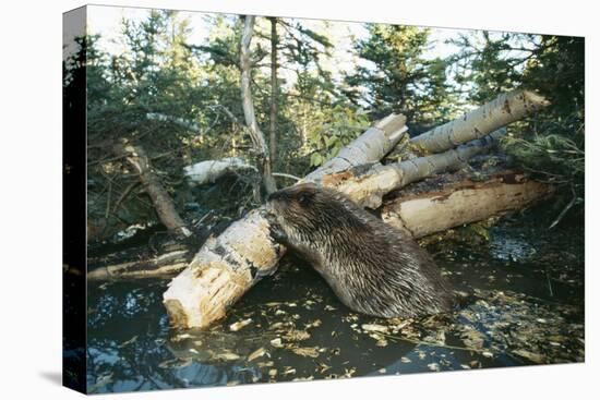 North American Beaver Gnawing on Branch to Make a Dam-null-Stretched Canvas