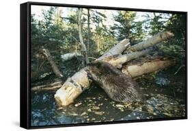 North American Beaver Gnawing on Branch to Make a Dam-null-Framed Stretched Canvas