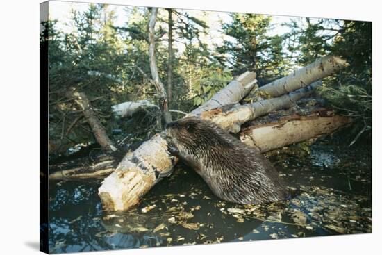 North American Beaver Gnawing on Branch to Make a Dam-null-Stretched Canvas