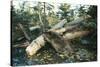 North American Beaver Gnawing on Branch to Make a Dam-null-Stretched Canvas