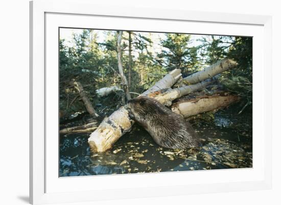 North American Beaver Gnawing on Branch to Make a Dam-null-Framed Photographic Print