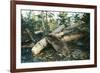 North American Beaver Gnawing on Branch to Make a Dam-null-Framed Photographic Print