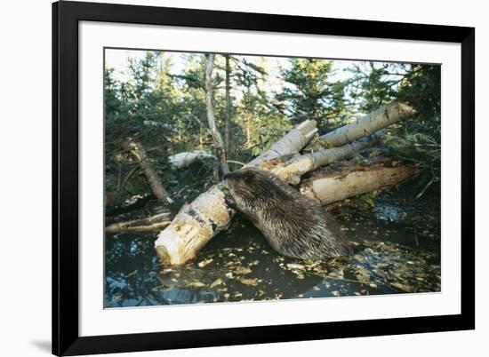 North American Beaver Gnawing on Branch to Make a Dam-null-Framed Photographic Print