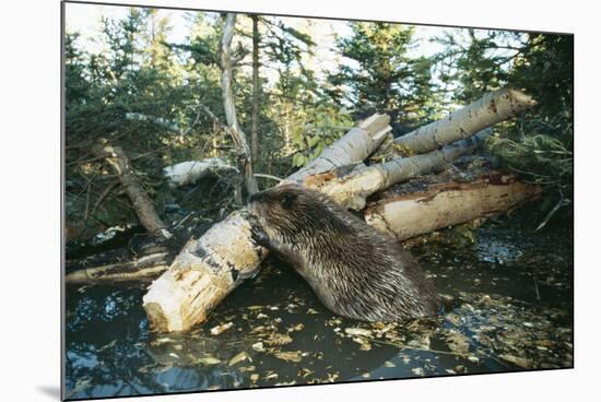 North American Beaver Gnawing on Branch to Make a Dam-null-Mounted Photographic Print