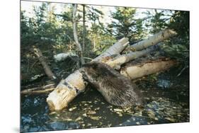 North American Beaver Gnawing on Branch to Make a Dam-null-Mounted Photographic Print