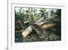 North American Beaver Gnawing on Branch to Make a Dam-null-Framed Photographic Print