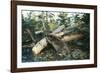 North American Beaver Gnawing on Branch to Make a Dam-null-Framed Photographic Print