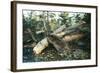 North American Beaver Gnawing on Branch to Make a Dam-null-Framed Photographic Print