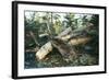 North American Beaver Gnawing on Branch to Make a Dam-null-Framed Photographic Print